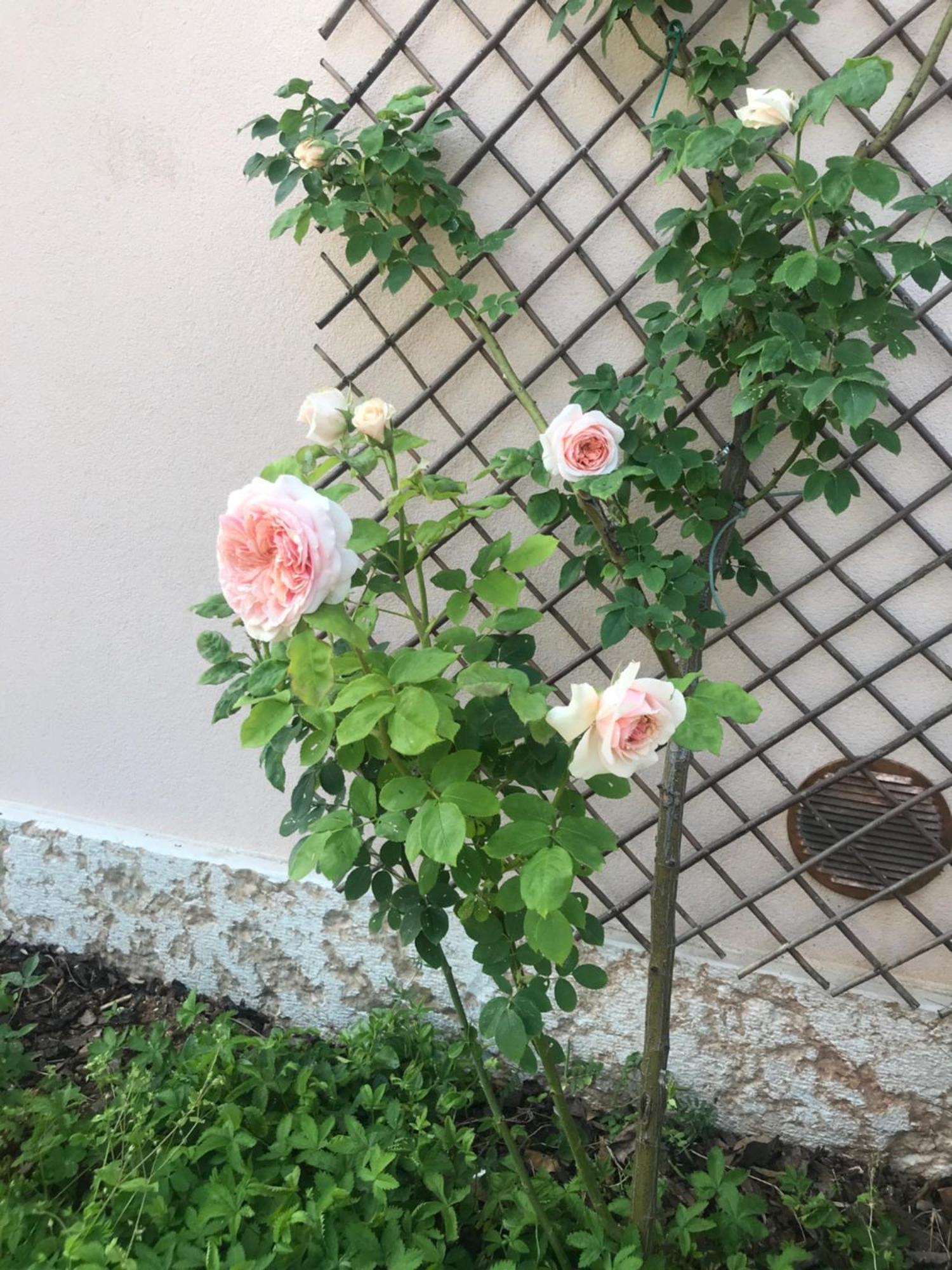Una Casa Di Campagna Dossobuono Luaran gambar