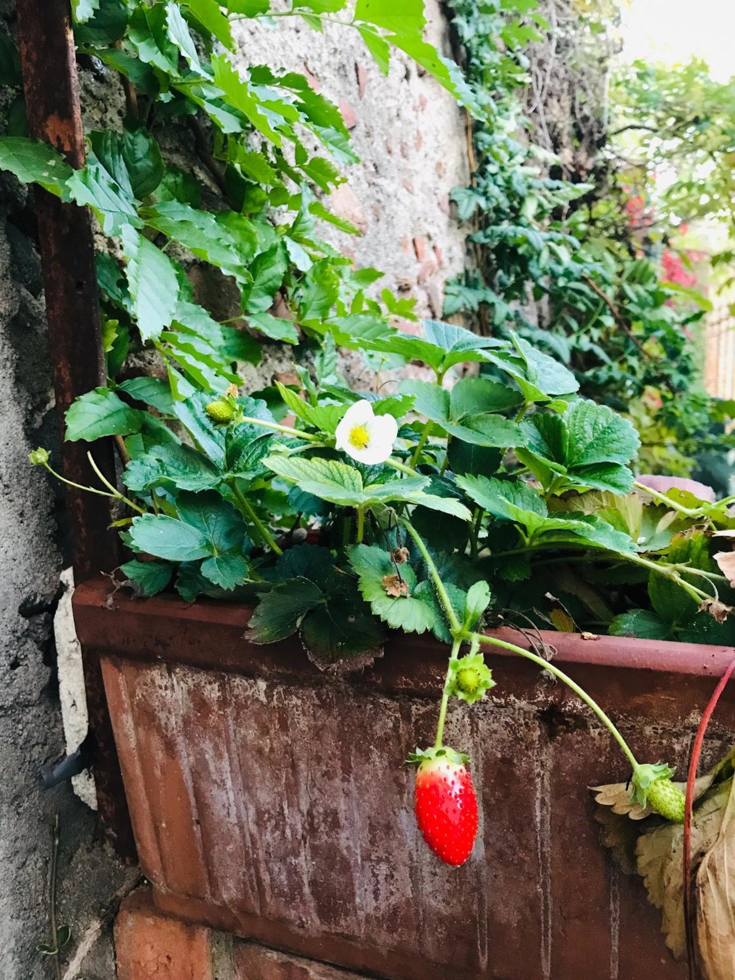 Una Casa Di Campagna Dossobuono Luaran gambar